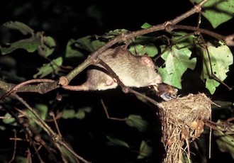 Rat attacking a new zealand fantail nest