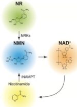 nicotinamide mononucleotide and Nicotinamide riboside to NAD