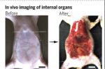 mouse skin b4 and after tartrazine dye