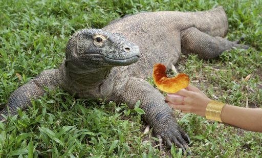 komodo dragon and cheeto