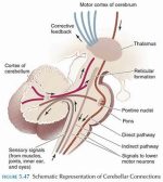 Brain diagram of thalamus and cortical pathways