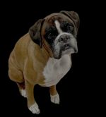 Unsolved mysteries in science_Louie the boxer sitting