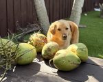 fin the dog and coconuts on the deck