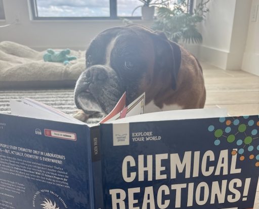 Louie reading my chemical reactions book!