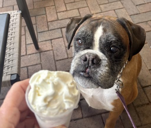 louie about to eat a pup cup